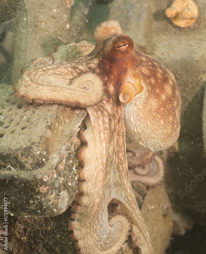 An Octopus clinging to debris in the ocean.
