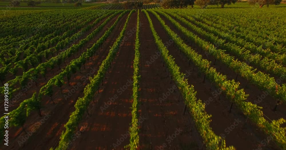 Gorgeous Vineyard at Sunset Gorgeous Vineyard at Sunset