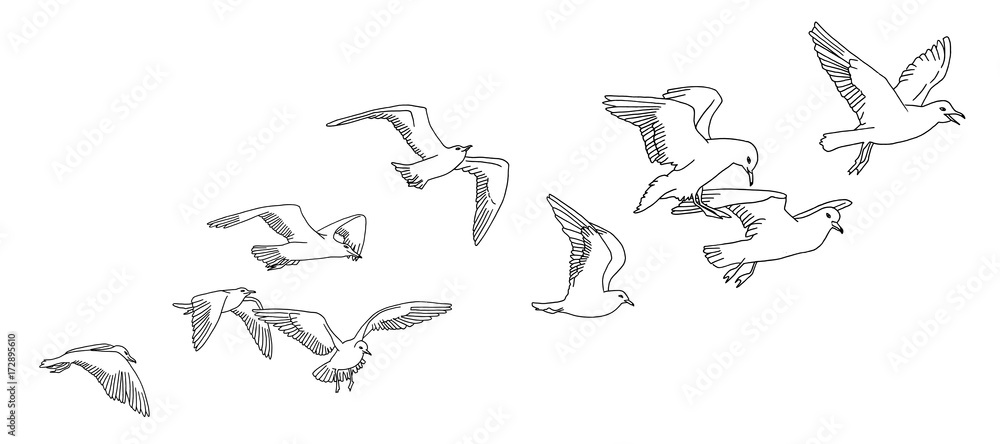 Fototapeta premium Banner with hand drawn white seagulls