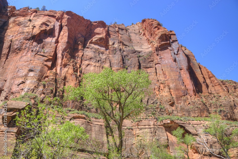 Sandstone Walls of Zion Canyon