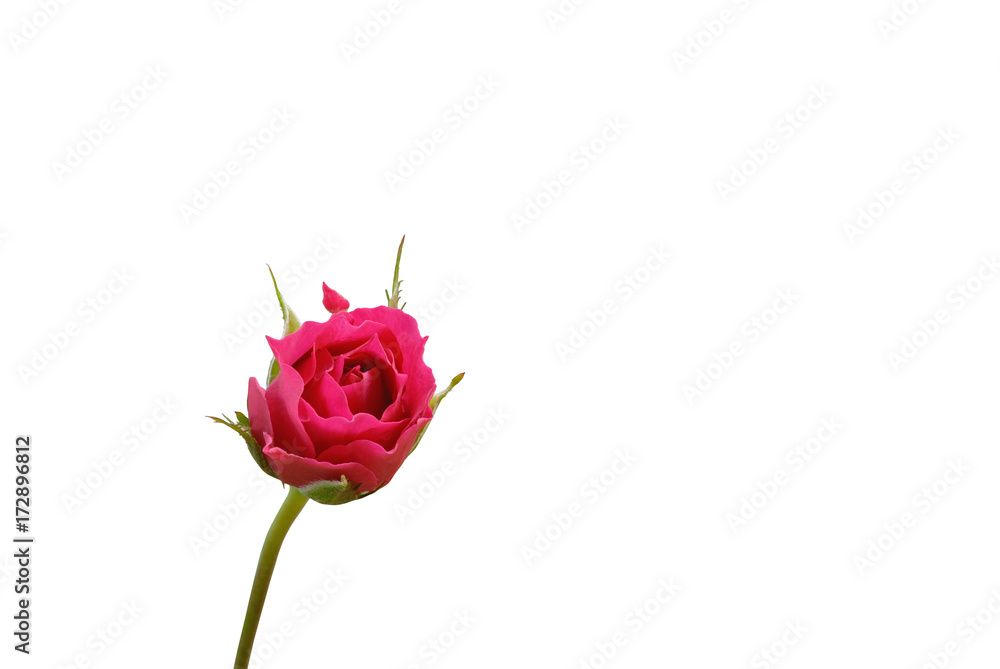 pink roses on white background pink roses on white background