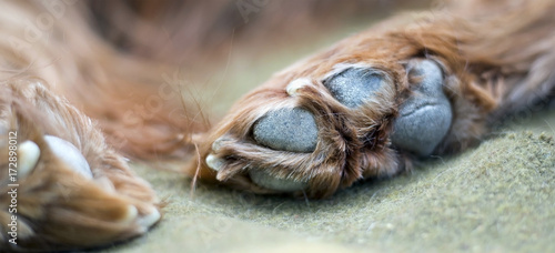 Dog paws