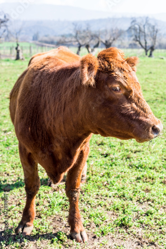 Cow close up on the farm.