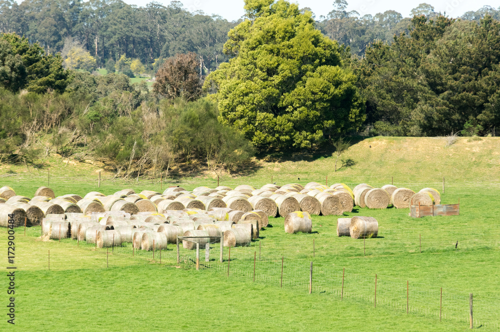 Obraz premium Field of hay bales Kinglake.