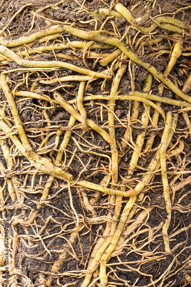 Close up many roots in the soil. Close up many roots in the soil.