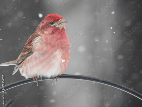 red finch in snow