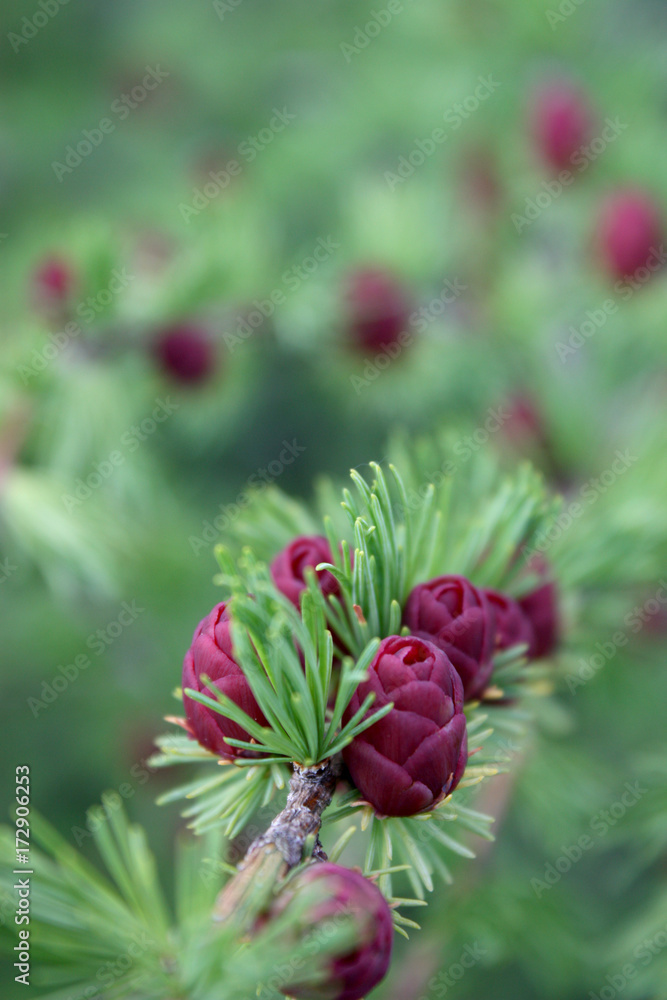 Obraz premium pine flowers