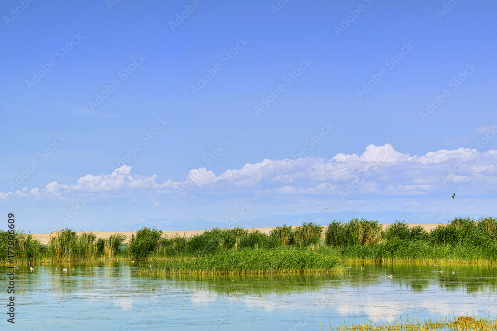Obraz premium birds flying over lake with green plants at sunny day 