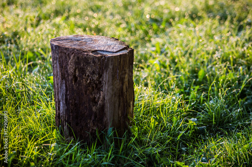 wooden bark