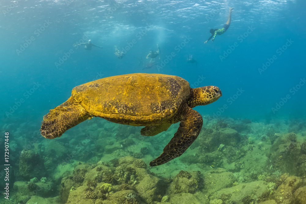 Obraz premium Swimmers with Turtle