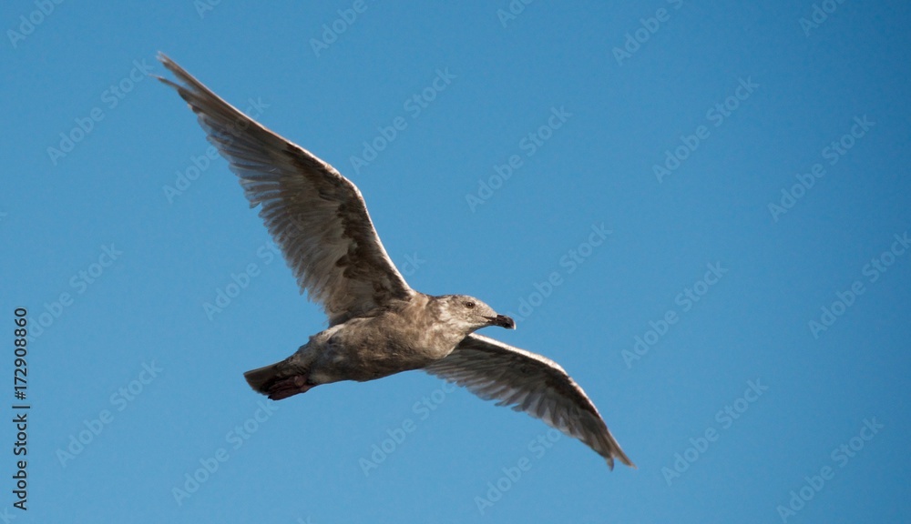 Obraz premium seagull in flight