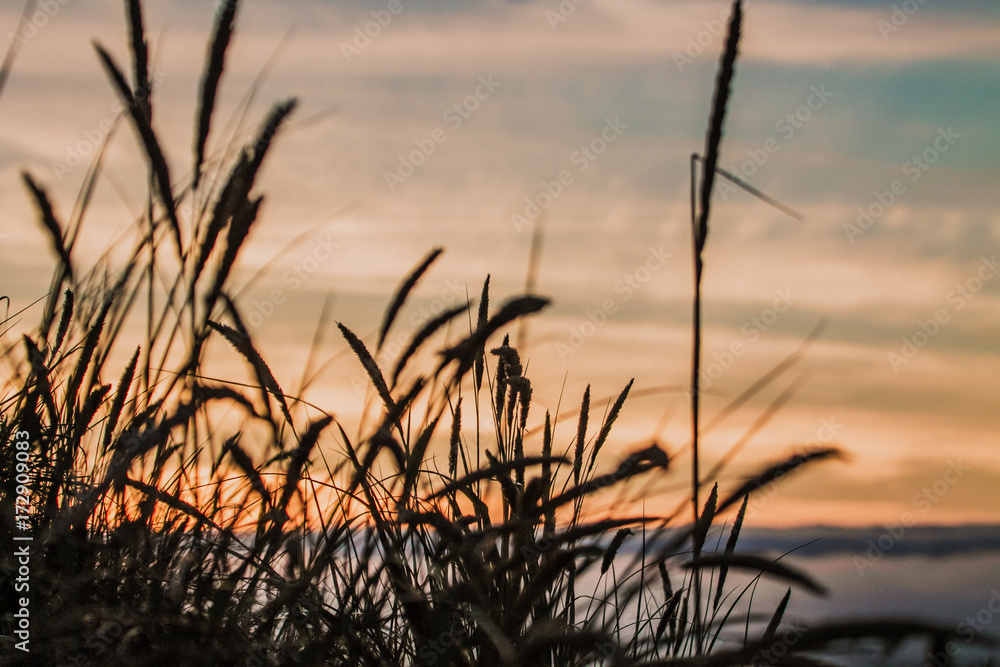 Grass Grass