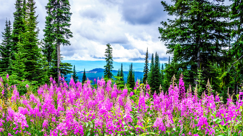 Hiking through alpine meadows covered in pink fireweed wildflowers in the high alpine near the village of Sun Peaks, in the Shuswap Highlands in central British Columbia Canada photo