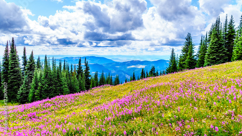 Hiking through alpine meadows covered in pink fireweed wildflowers in the high alpine near the village of Sun Peaks, in the Shuswap Highlands in central British Columbia Canada © hpbfotos