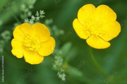 Yellow flowers blooming