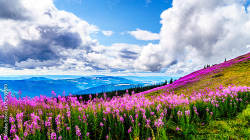 Hiking through alpine meadows covered in pink fireweed wildflowers in the high alpine near the village of Sun Peaks, in the Shuswap Highlands in central British Columbia Canada