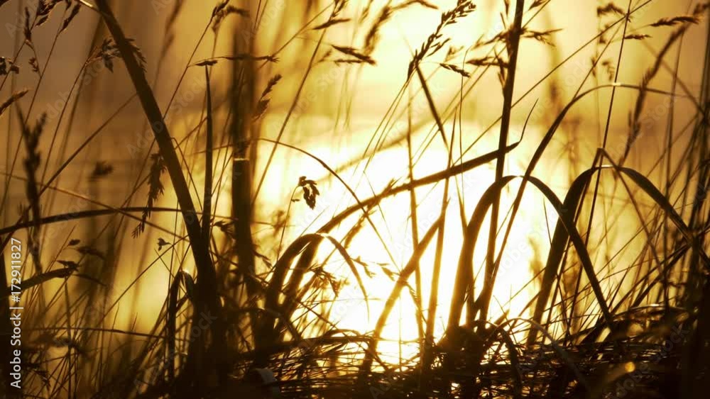 Golden Sunset Through Weed, Scotland Coastline, Real 200fps SlowMo - Graded Version