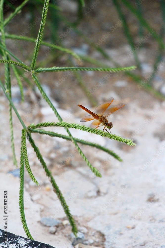 Fototapeta premium Dragonfly on the tree