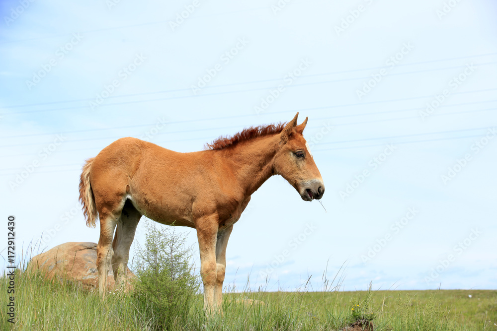Obraz premium The horse in the grasslands