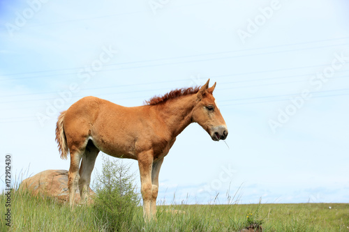 The horse in the grasslands