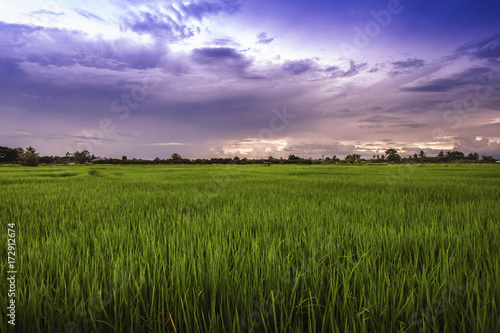 landscape of rice fields with sunset sky in Thailand