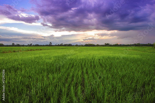 landscape of the rice field in the evening