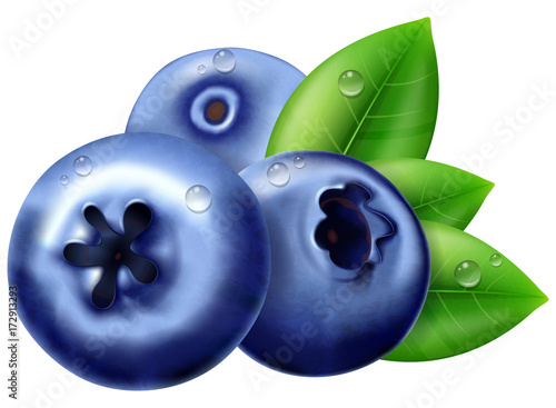 Ripe blueberry with leaves. Vector illustration.