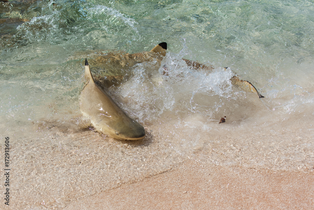 Fototapeta premium Blacktip reef shark, Carcharhinus melanopterus, swimming on the shore and fighting for food 