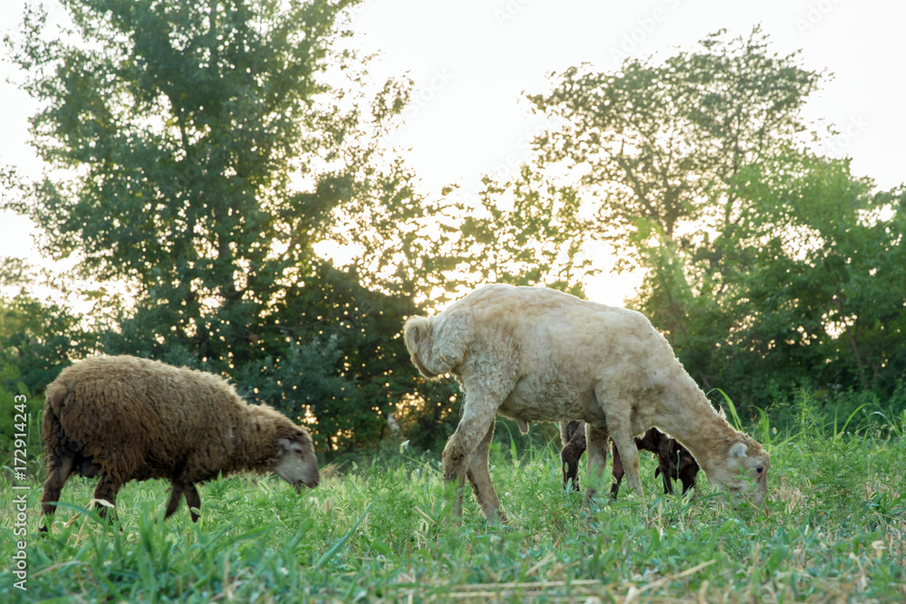 The sheep are grazing in the meadows The sheep are grazing in the meadows