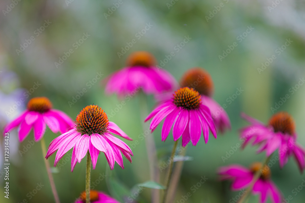 Obraz premium Pink Flowers