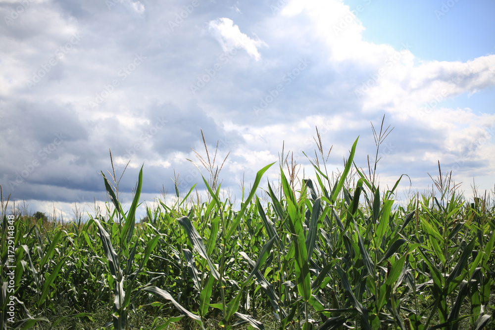 Fototapeta premium Corn leaves and flowers.