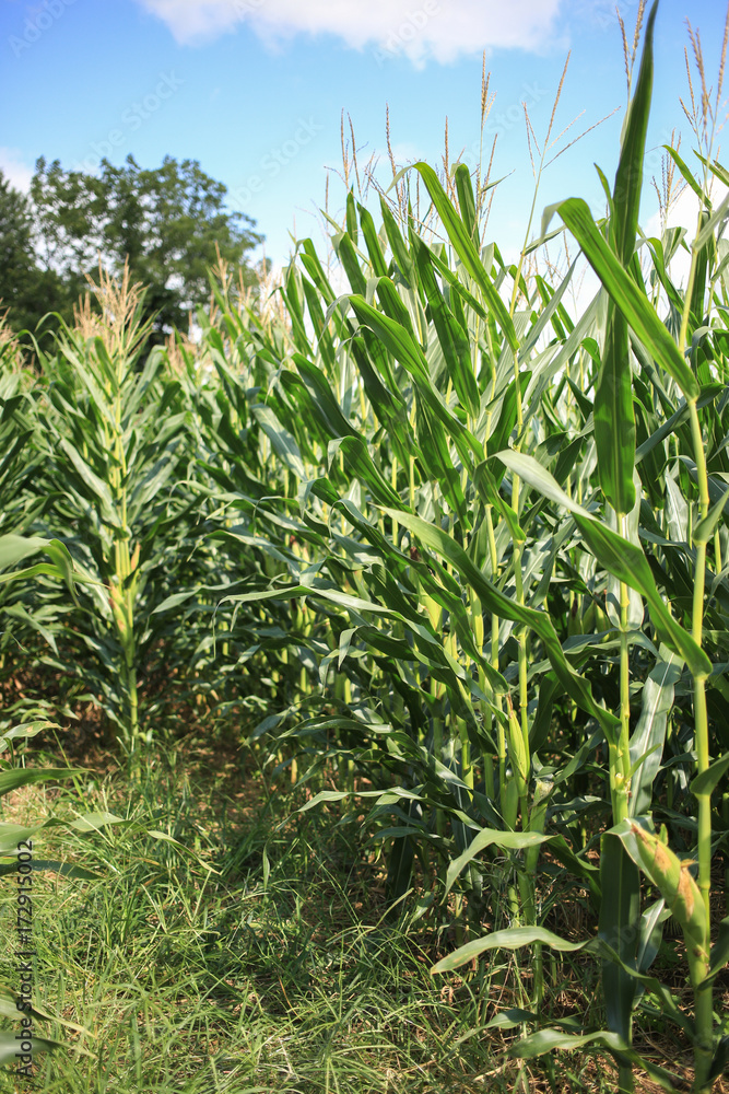 Obraz premium Stalks in a corn field.