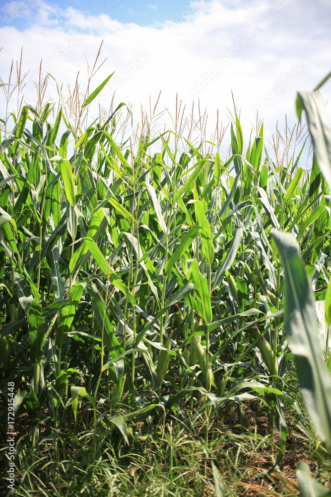 Stalks in the midst of the corn field. Stalks in the midst of the corn field.