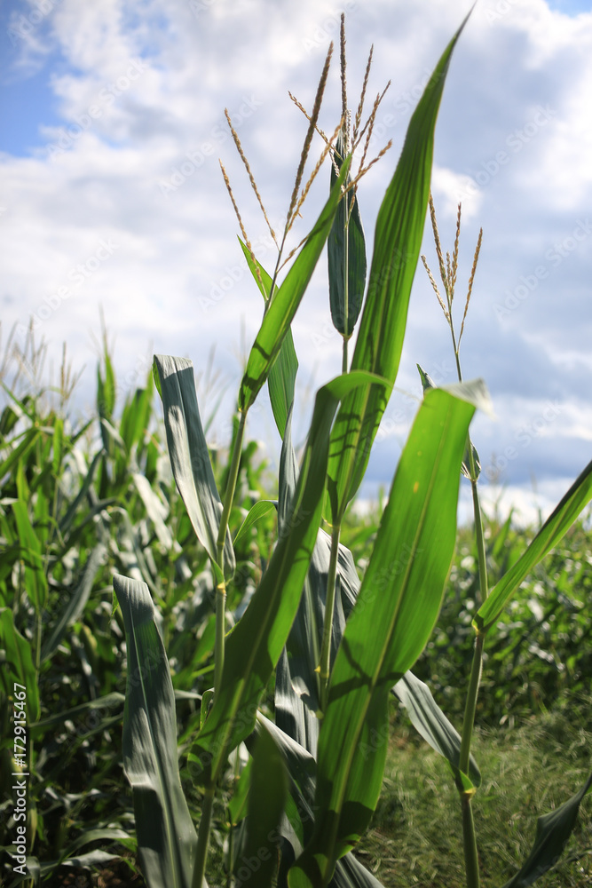 Obraz premium Corn flowers and leaves.