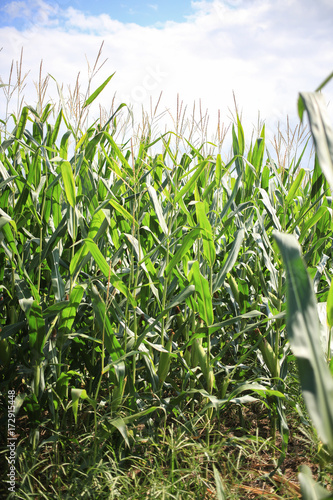 Stalks in the midst of the corn field.