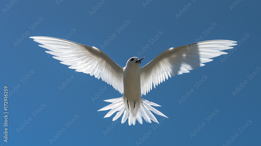 Naklejka premium White tern, bird of Polynesia, Tahiti, Gygis alba, peace symbol