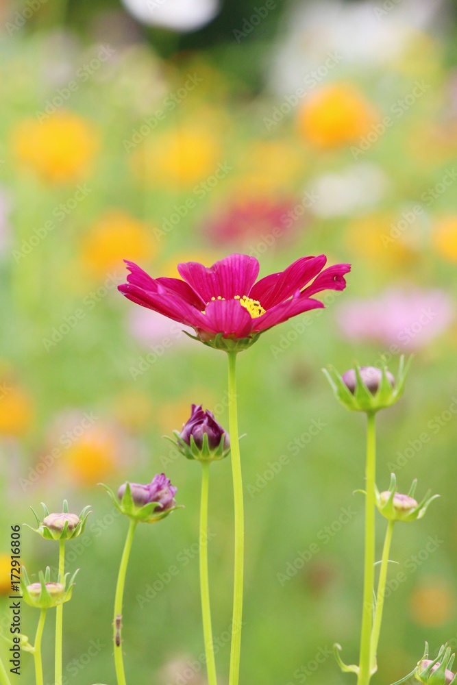 Beautiful cosmos colorful flowers in the garden