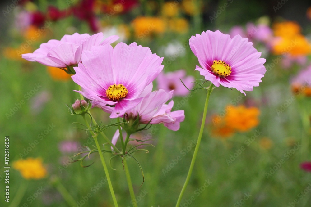 Beautiful cosmos colorful flowers in the garden Beautiful cosmos colorful flowers in the garden
