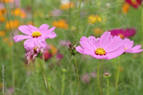 Beautiful cosmos colorful flowers in the garden