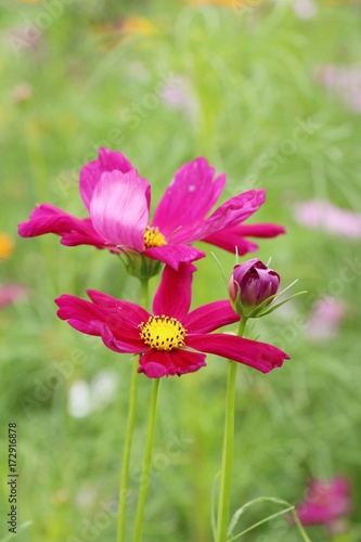 Beautiful cosmos colorful flowers in the garden © seagames50