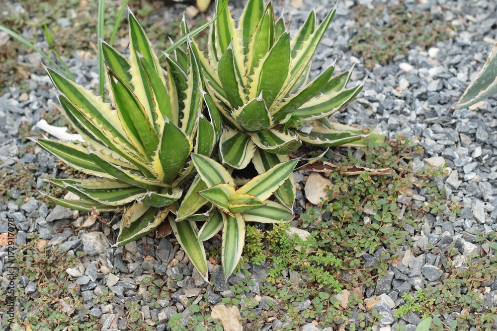 Beautiful small the cactus in the nature Beautiful small the cactus in the nature