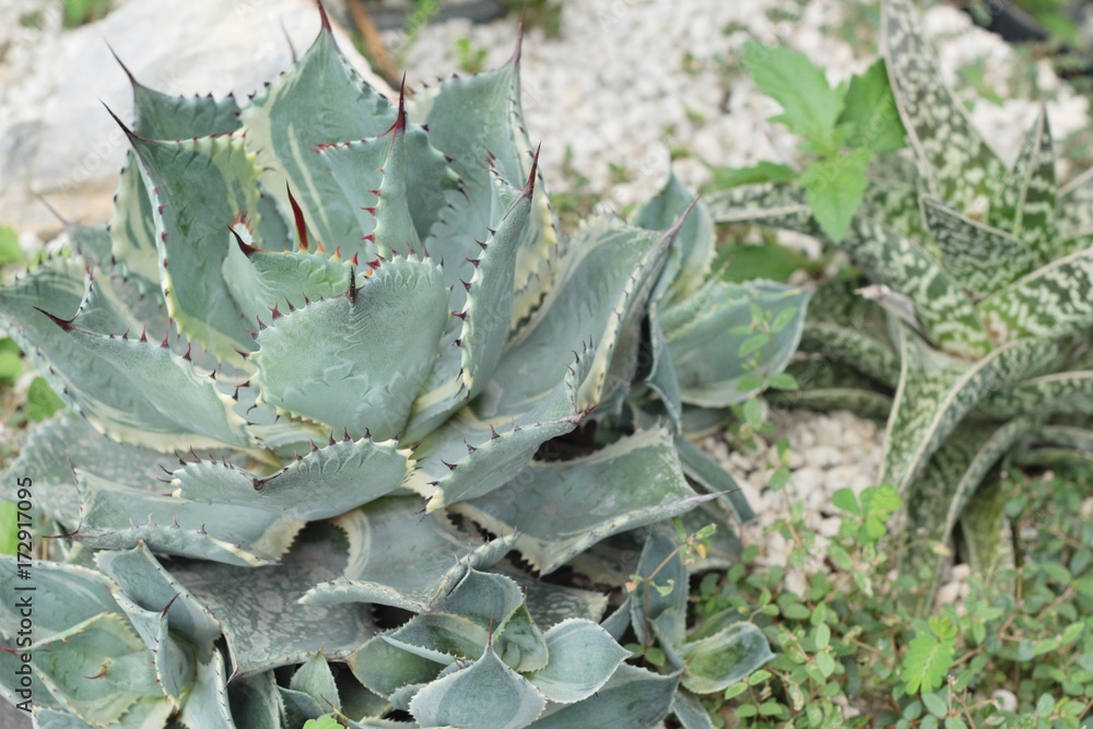 Fototapeta premium Beautiful small the cactus in the nature