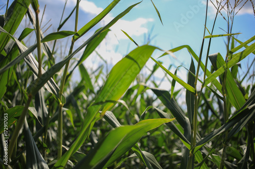 Leaves of a stalk of corn in a cornfield.