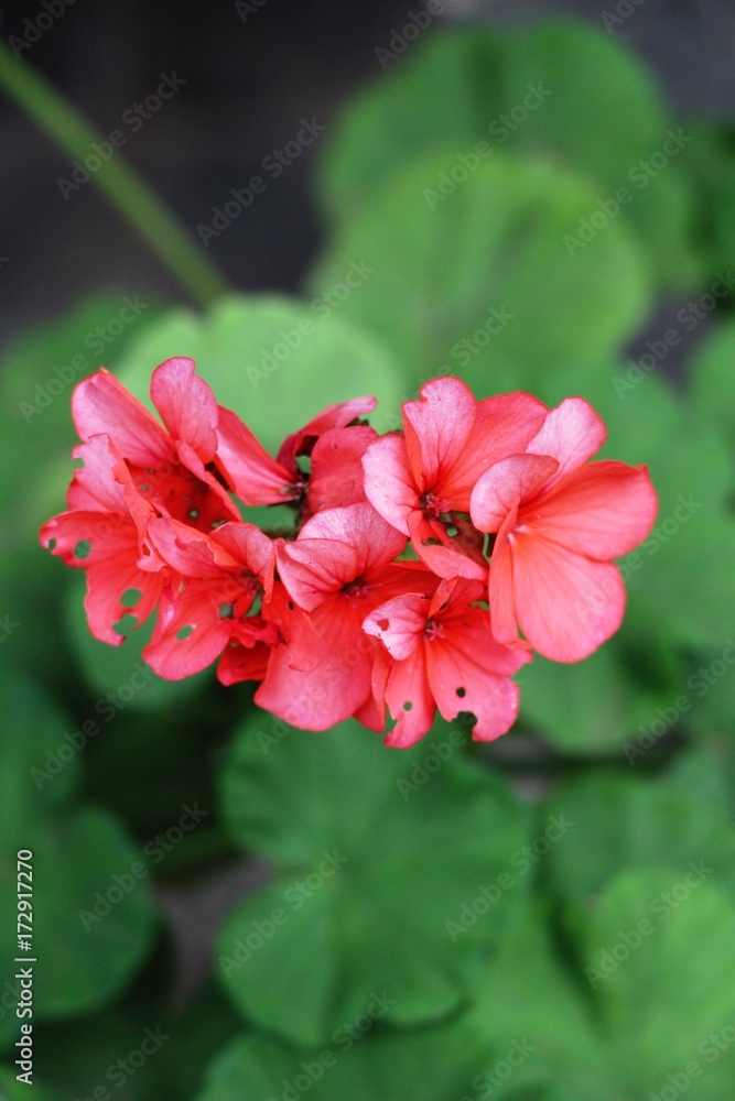 Beautiful bloom colorful flowers in the garden Beautiful bloom colorful flowers in the garden