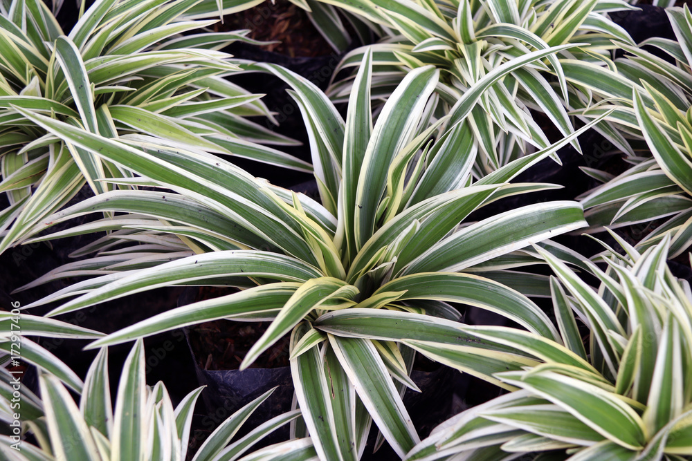 Fototapeta premium Chlorophytum comosum or Spider plant or Airplane plant or Spider ivy or Ribbon plant, it is in the black plastic bag of Nursery plants.