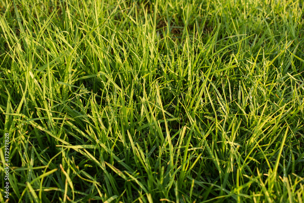 Grass on the lawn, nature ecological background. Grass on the lawn, nature ecological background.
