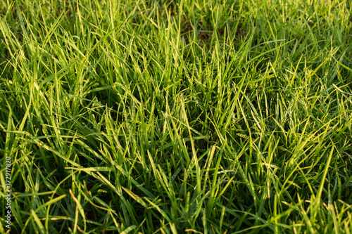 Grass on the lawn, nature ecological background.