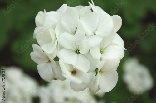 Fototapeta Naklejka Na Ścianę i Meble -  Beautiful white flowers is blossoming with natural background.