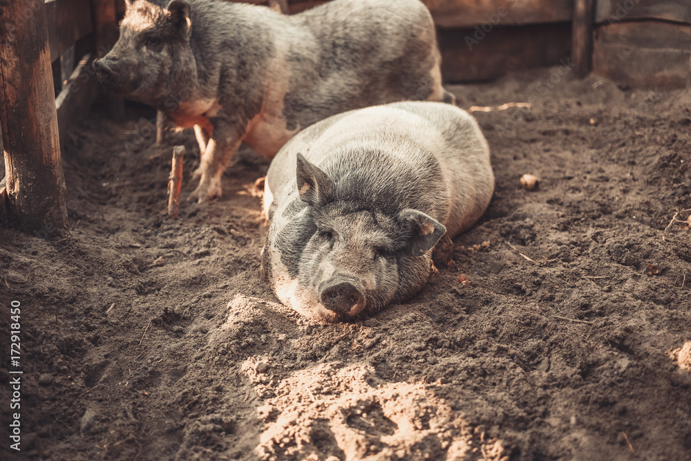 Pig of the marble breed on the farm Pig of the marble breed on the farm