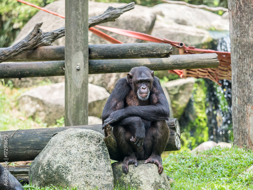 Fototapeta Naklejka Na Ścianę i Meble -  close up of a chimpanzee